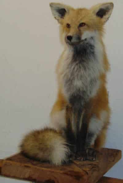 Fox sitting upright